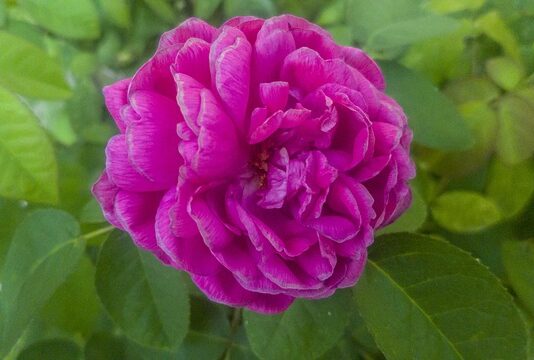 Ile ZUS płaci za złamane żebro? Ile ZUS płaci za złamane żebro?