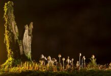 Jakie są rodzaje rękawiczek jednorazowych?