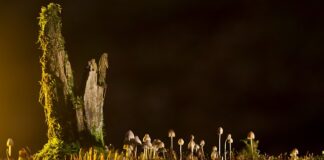 Jakie są rodzaje rękawiczek jednorazowych? Jakie są rodzaje rękawiczek jednorazowych?