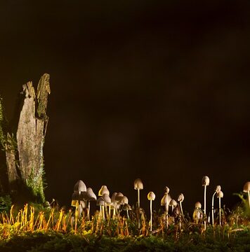 Jakie są rodzaje rękawiczek jednorazowych? Jakie są rodzaje rękawiczek jednorazowych?