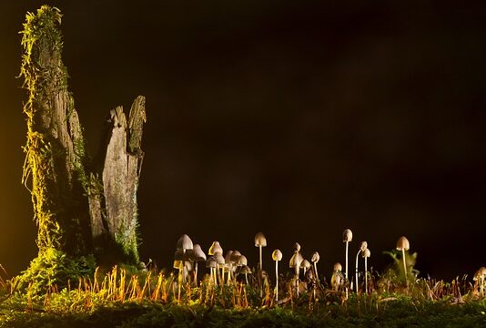 Jakie są rodzaje rękawiczek jednorazowych?