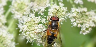 Czy kleszcza się czuję?