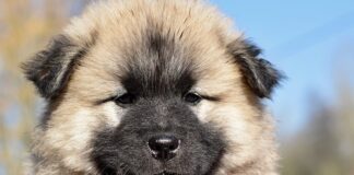 Jak pachnie Patchouli?