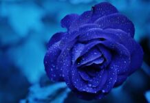 Jakie krople na pieczenie oczu?