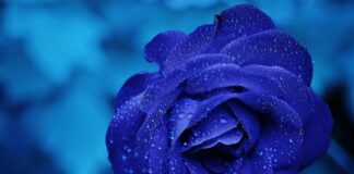 Jakie krople na pieczenie oczu? Jakie krople na pieczenie oczu?