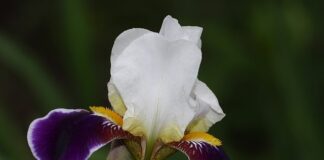 Jak szybko wyzdrowieć z przeziębienia domowe sposoby?