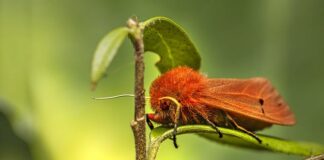 Ile kosztuje metamorfoza zębów? Ile kosztuje metamorfoza zębów?